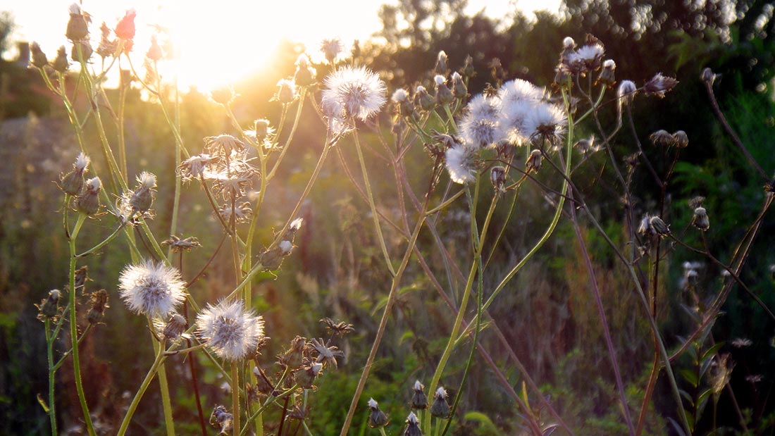 Sommerwiese